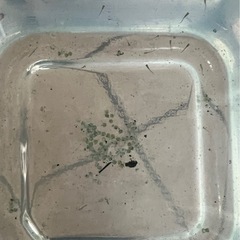 価格破壊⁉️ 高級メダカ【🐉レックウザ🐉】稚魚(針子)の画像