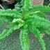 ランキングキーワードに紐づく投稿画像-観葉植物