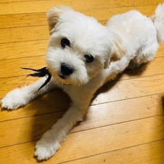 ミックス犬　１歳10ヶ月オス