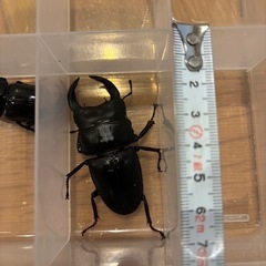 ③オオクワガタ　道南産 (厚沢部) オス1匹 メス3匹　セットの画像