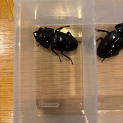 ③オオクワガタ　道南産 (厚沢部) オス1匹 メス3匹　セットの画像