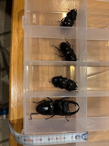 ③オオクワガタ　道南産 (厚沢部) オス1匹 メス3匹　セット