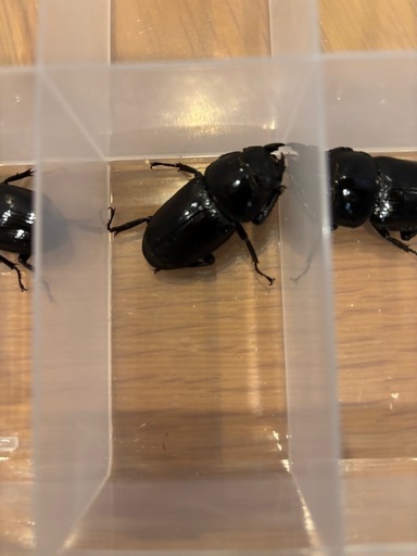 ③オオクワガタ　道南産 (厚沢部) オス1匹 メス3匹　セット