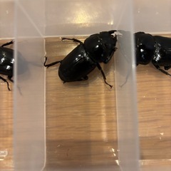 ③オオクワガタ　道南産 (厚沢部) オス1匹 メス3匹　セットの画像