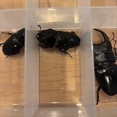 ③オオクワガタ　道南産 (厚沢部) オス1匹 メス3匹　セットの画像