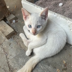 目がブルーの子猫3ヶ月