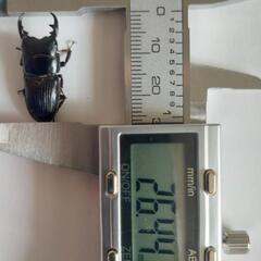 ヨナグニネブトクワガタWF9①の画像
