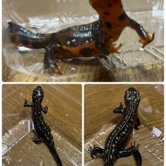 シリケンイモリ(アマミ・オキナワ)2匹＆水槽セットの画像