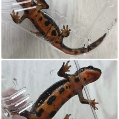 シリケンイモリ(アマミ・オキナワ)2匹＆水槽セットの画像