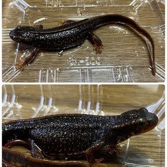 シリケンイモリ(アマミ・オキナワ)2匹＆水槽セットの画像