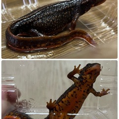 シリケンイモリ(アマミ・オキナワ)2匹＆水槽セットの画像