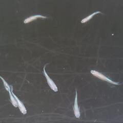 天女の舞　メダカ　雄１０匹＋おまけ卵１５個　　　　　　　　　　　　　　　　　　　　　　　　　　　2025.8.8の画像