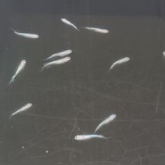 天女の舞　メダカ　雄１０匹＋おまけ卵１５個　　　　　　　　　　　　　　　　　　　　　　　　　　　2025.8.8の画像