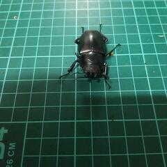 ギラファノコギリクワガタの画像