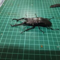 ギラファノコギリクワガタの画像
