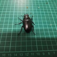ギラファノコギリクワガタの画像