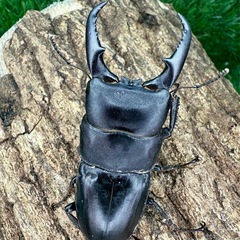 カブト虫　クワガタ　SALE！　の画像