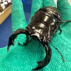 カブト虫　クワガタ　SALE！　の画像