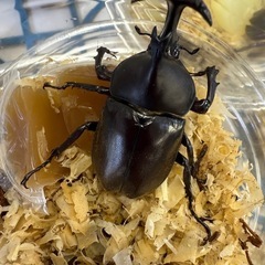 カブト虫　クワガタ　SALE！　の画像