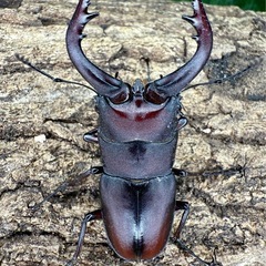カブト虫　クワガタ　SALE！　の画像