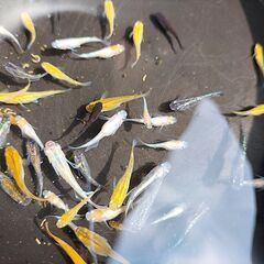 改良メダカ　MIXめだかDタイプ　稚魚約50匹の画像