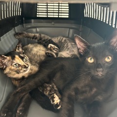 生後2ヶ月の子猫