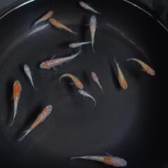 王華めだか　１５匹　　　　　　　　　　　　　　　　　　　　　　　　　　　　　　　2025.8.8の画像
