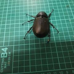 コーカサスオオカブトオス単の画像