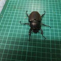 コーカサスオオカブトオス単の画像