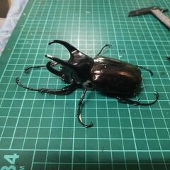 コーカサスオオカブトオス単の画像