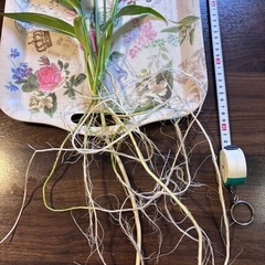 ヤマサキカズラ(大株)の画像