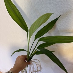 ヤマサキカズラ(大株)の画像