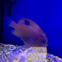 海水魚　デバスズメダイ&ブルーリングダムセルの画像
