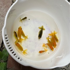 らんちゅう当歳魚の画像