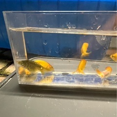 らんちゅう当歳魚の画像