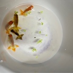 らんちゅう当歳魚の画像