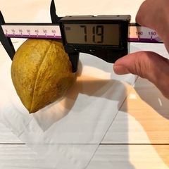 パキラの実の画像