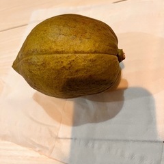 パキラの実の画像