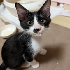 元気いっぱい子猫３兄妹　この子は男の子です