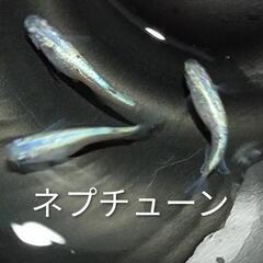 【開成町】メダカ販売　8月9日