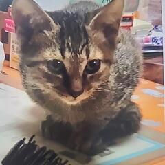 子猫４匹　オス３匹メス1匹