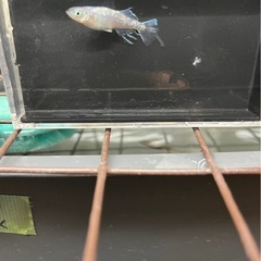 メダカ各種
の画像