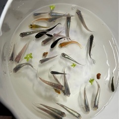 メダカ各種
