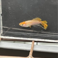 メダカ各種
の画像
