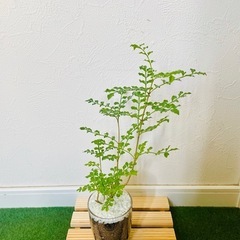 シマトネリコ　観葉植物　ハイドロカルチャー【Ｂ】の画像