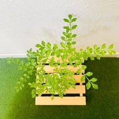 シマトネリコ　観葉植物　ハイドロカルチャー【Ｂ】の画像