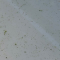 楊貴妃メダカ　針子　10匹の画像