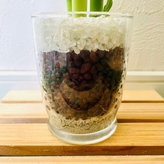 ミリオンバンブー　３本仕立て　観葉植物　ハイドロカルチャーの画像