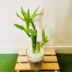 ミリオンバンブー　３本仕立て　観葉植物　ハイドロカルチャーの画像