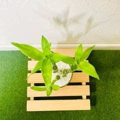ミリオンバンブー　３本仕立て　観葉植物　ハイドロカルチャーの画像
